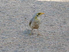 Yellow-throated Miner