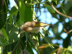 Rufous-banded Honeyeater