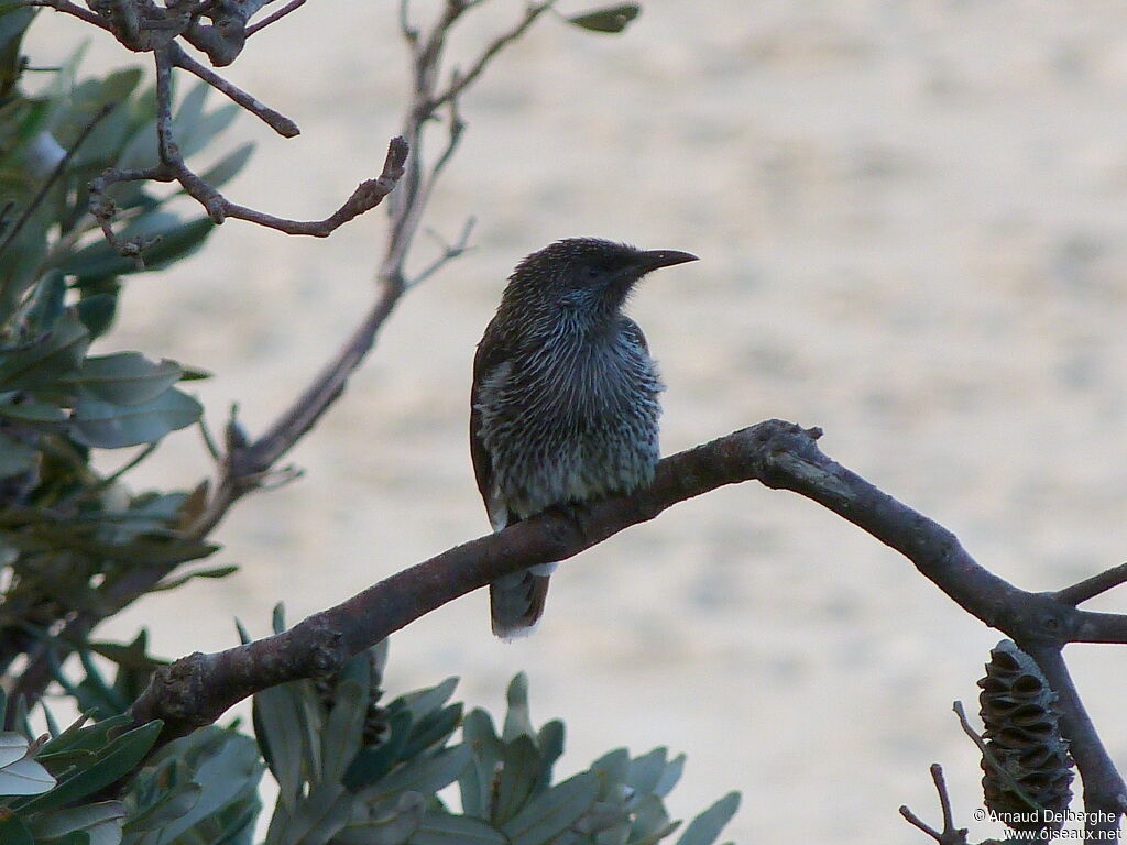 Little Wattlebird