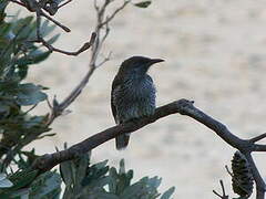 Little Wattlebird