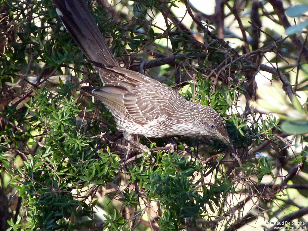 Little Wattlebird