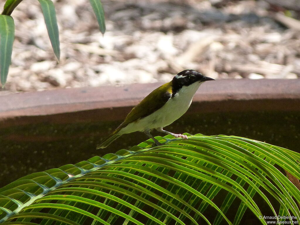 White-throated Honeyeater