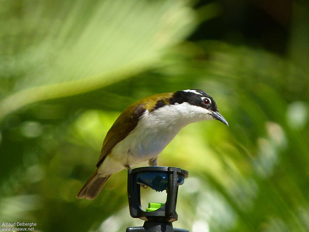 White-throated Honeyeateradult, identification