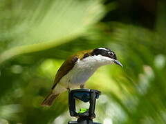 White-throated Honeyeater