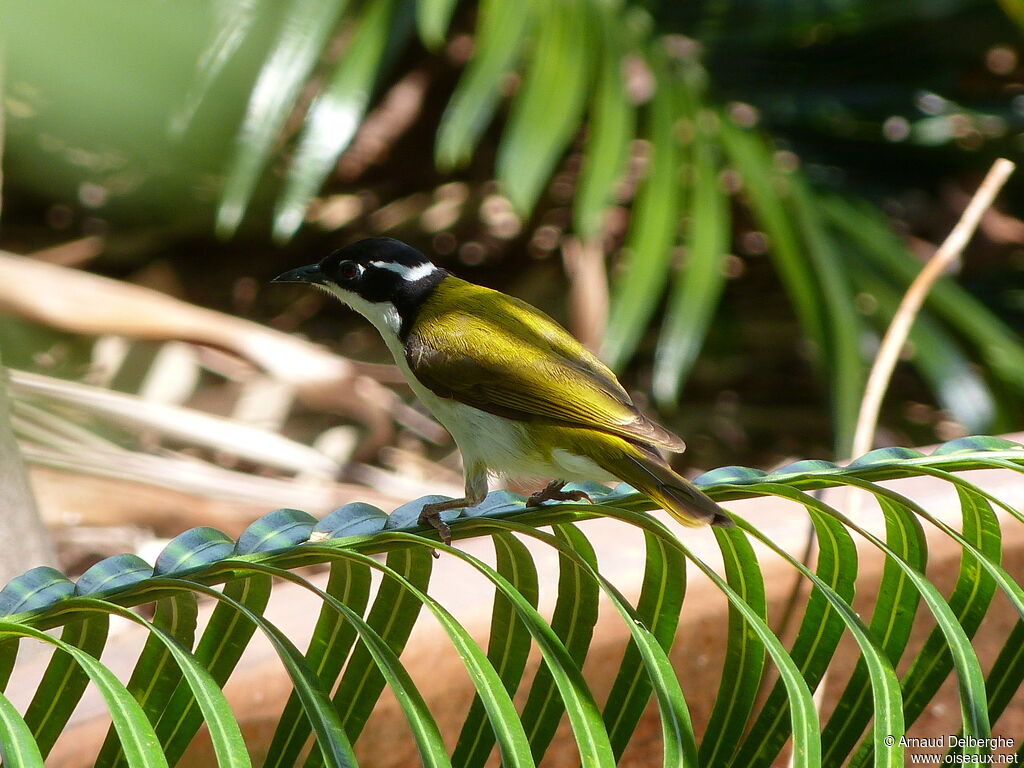 White-throated Honeyeater