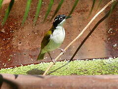 White-throated Honeyeater