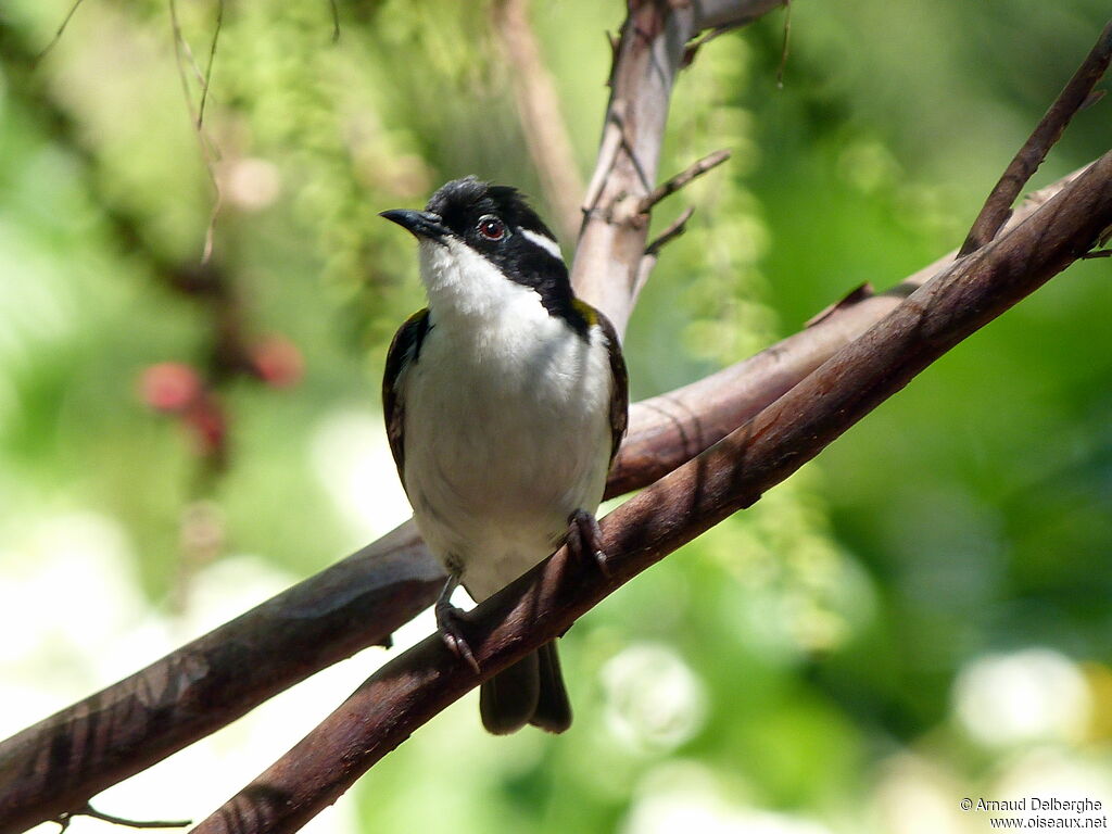 White-throated Honeyeater