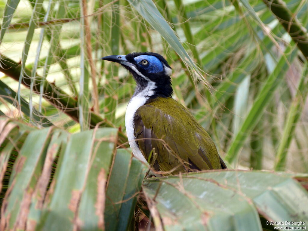 Blue-faced Honeyeater