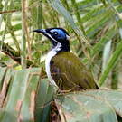 Méliphage à oreillons bleus