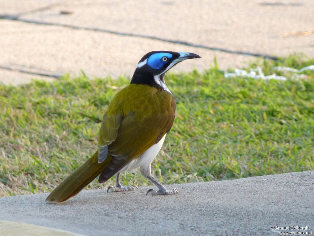 Blue-faced Honeyeater