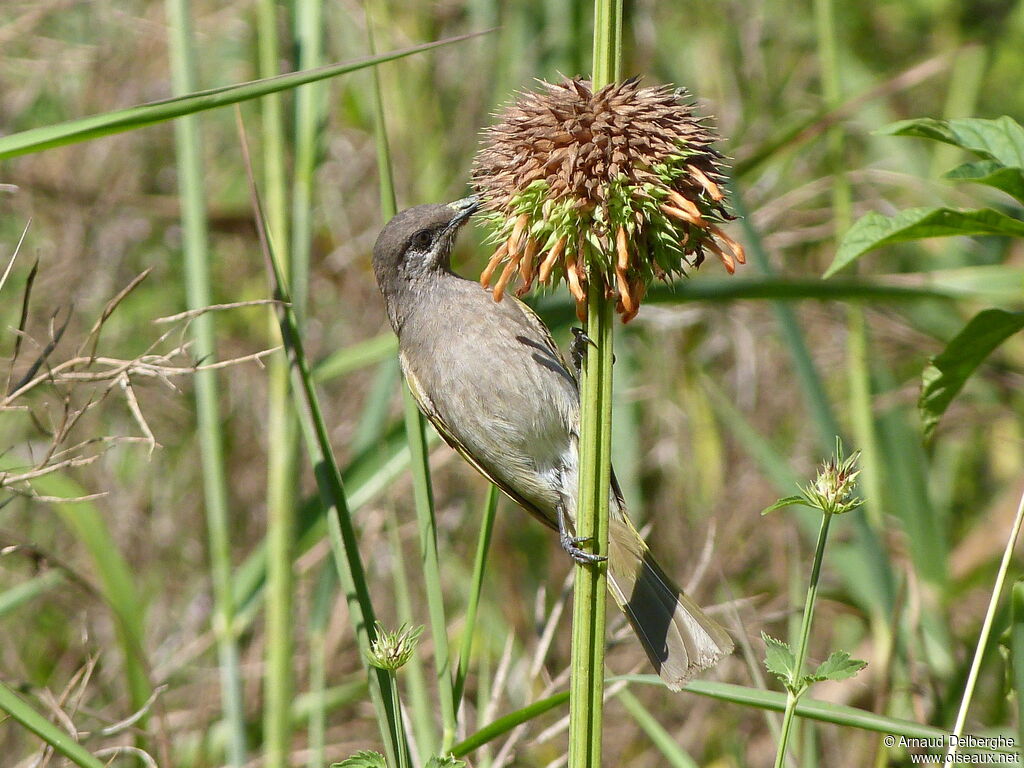 Méliphage à oreillons gris