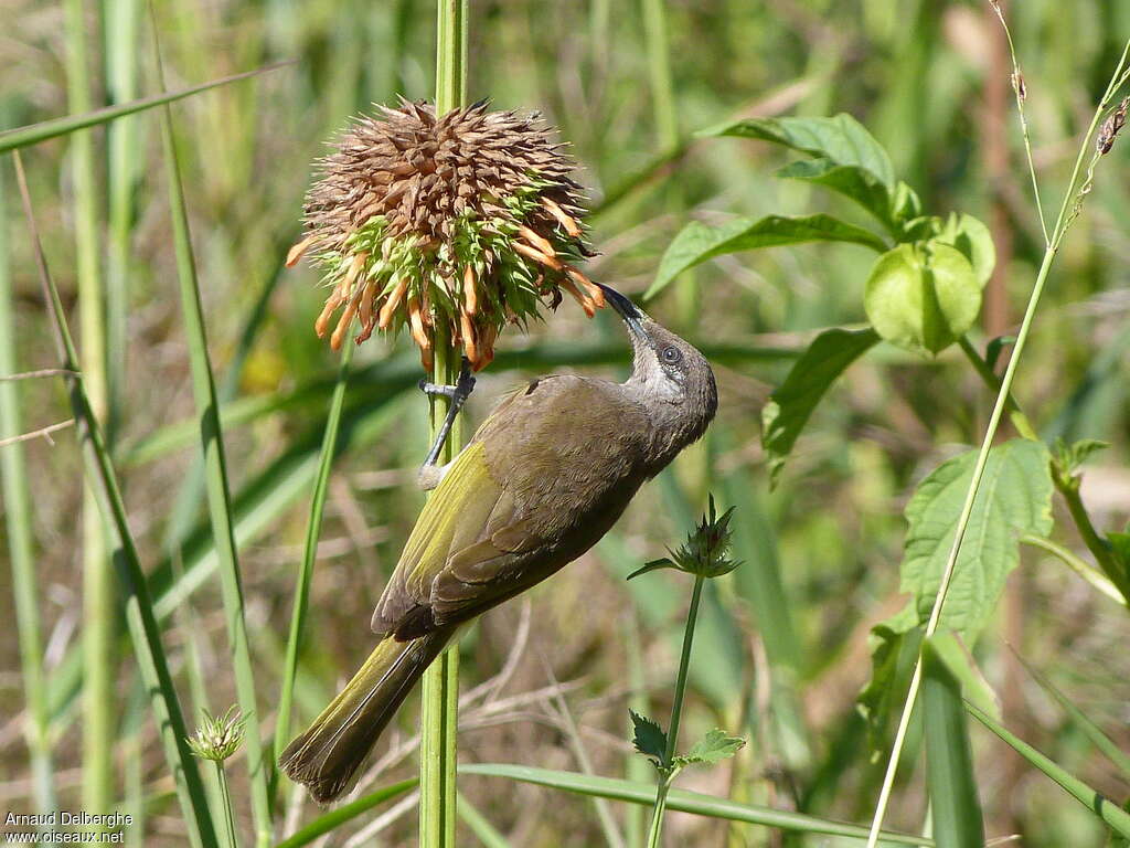 Grey-eared Honeyeateradult, feeding habits