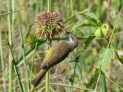 Grey-eared Honeyeater