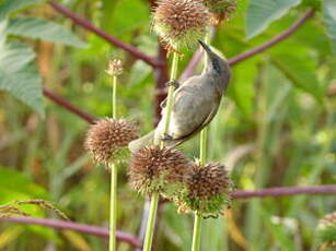 Méliphage à oreillons gris