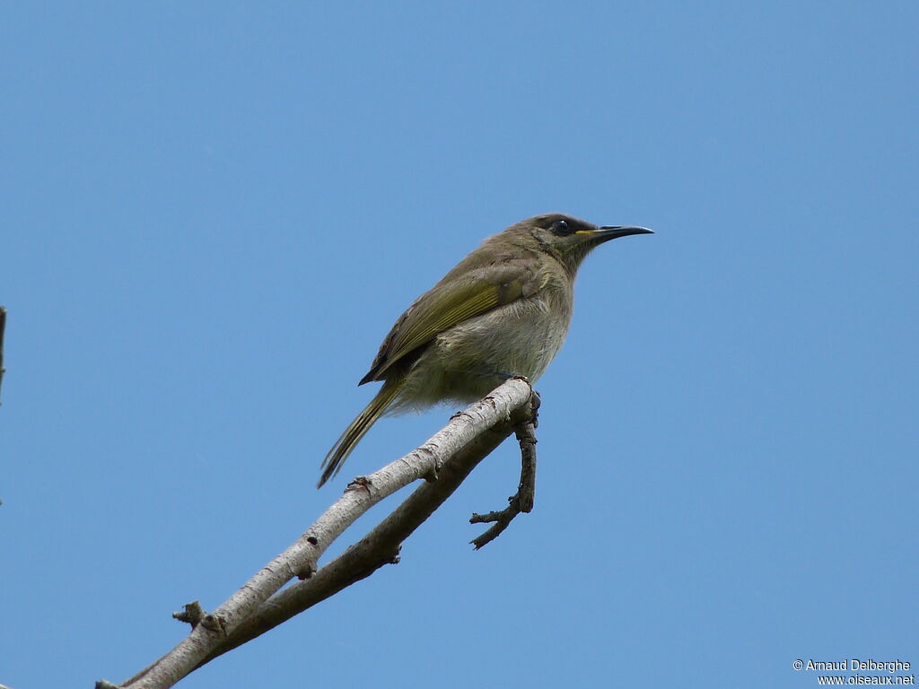 Grey-eared Honeyeater