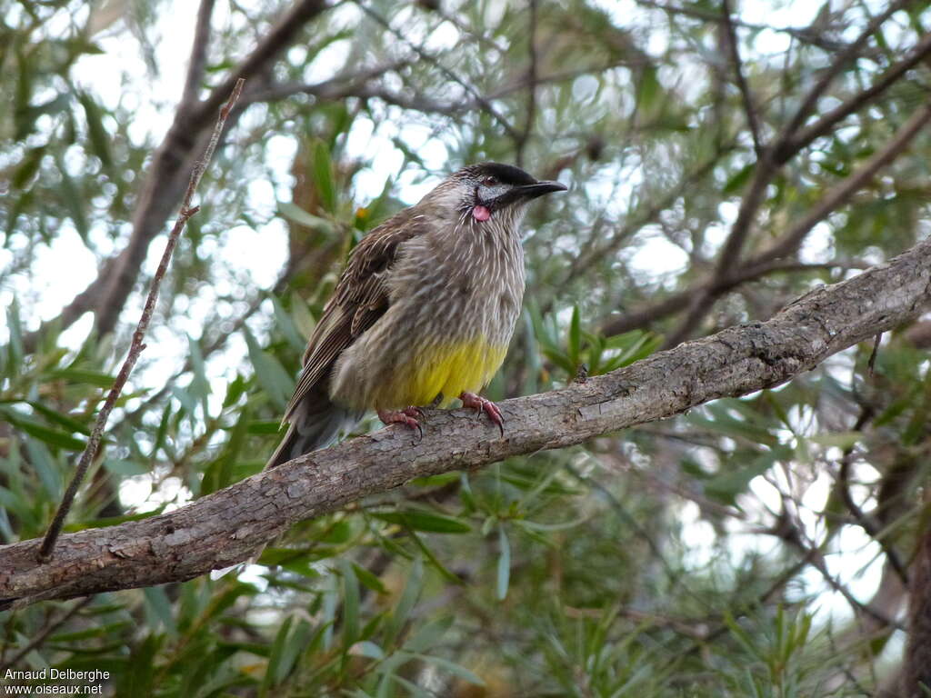 Red Wattlebirdadult, habitat