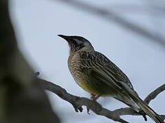 Red Wattlebird