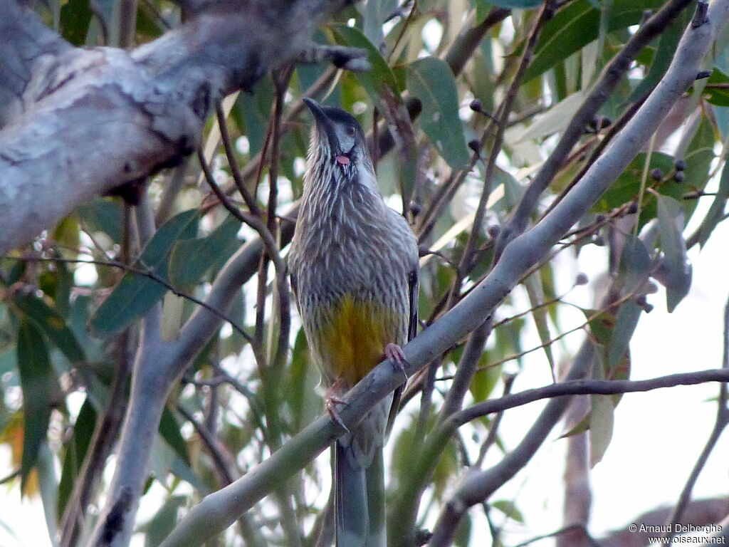 Red Wattlebird