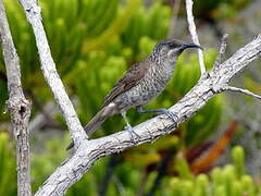 Barred Honeyeater