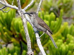 Barred Honeyeater