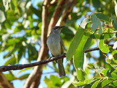 Brown Honeyeater