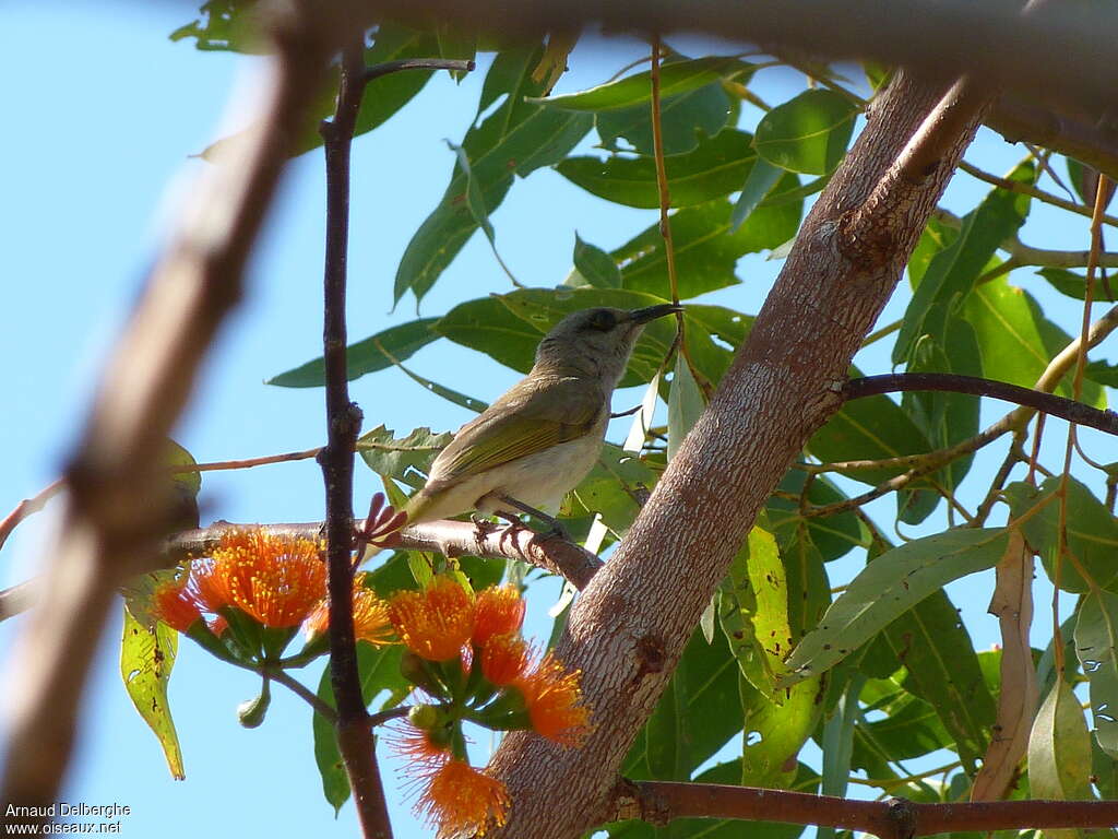 Brown Honeyeater male adult, habitat