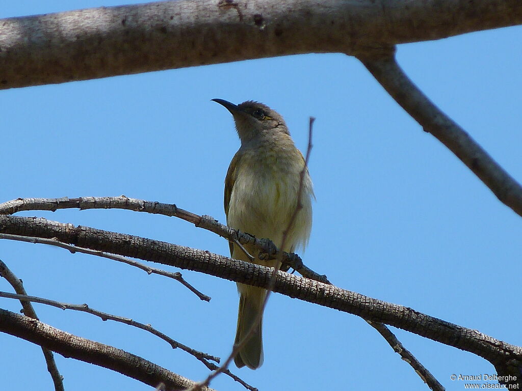 Brown Honeyeater