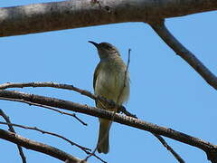 Brown Honeyeater