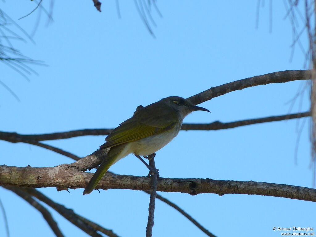 Brown Honeyeater