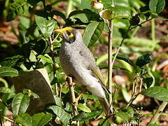 Noisy Miner