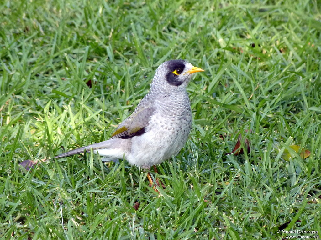 Noisy Miner