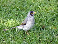 Noisy Miner