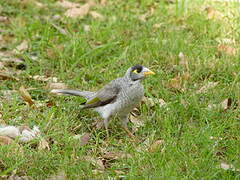 Noisy Miner