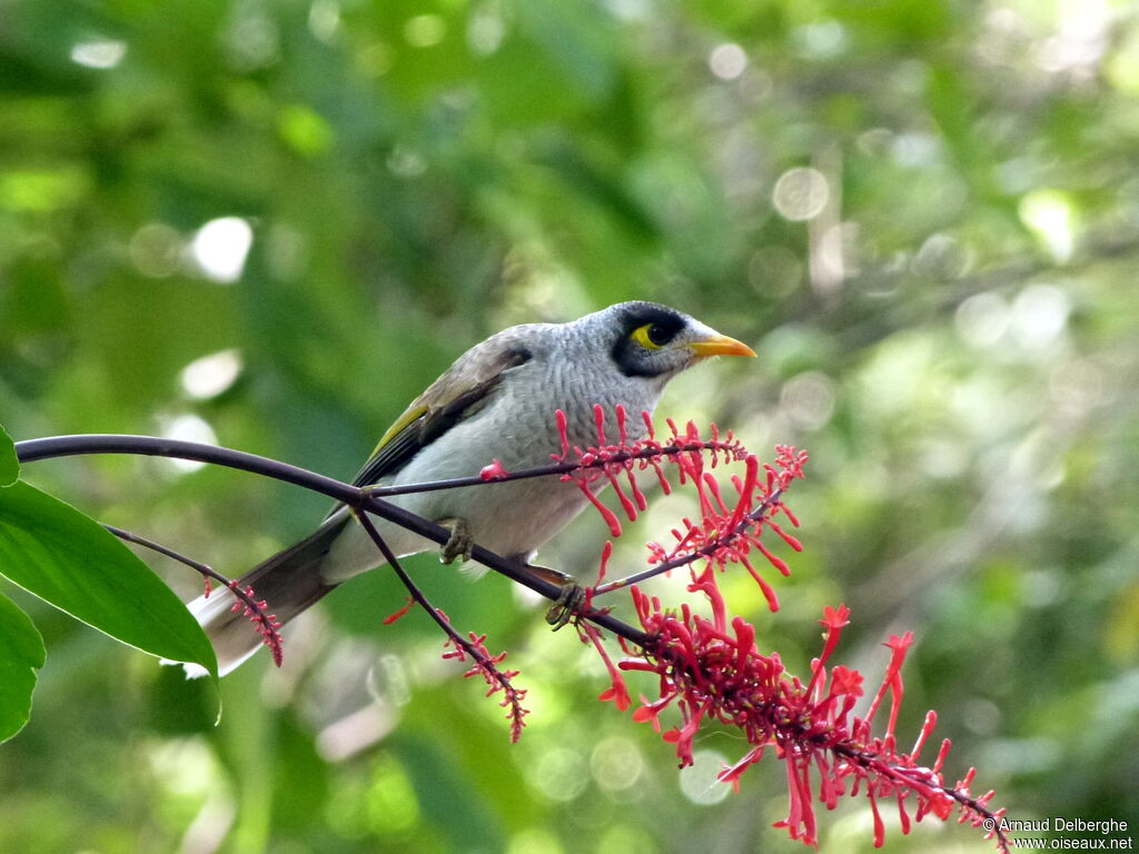 Noisy Miner