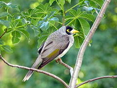 Noisy Miner