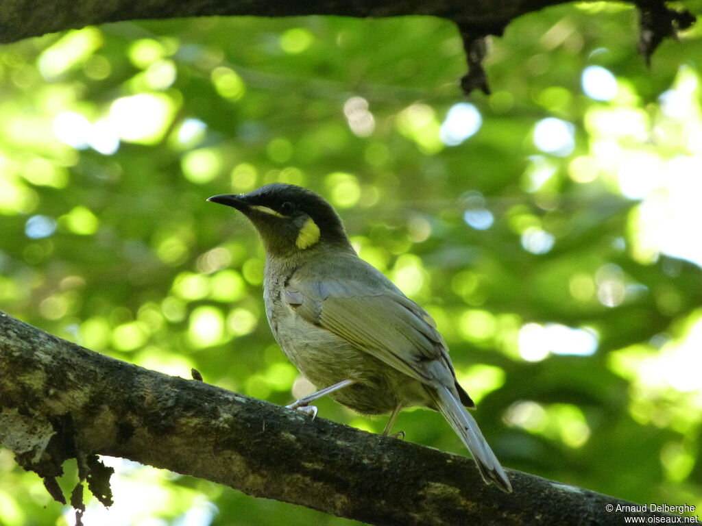 Lewin's Honeyeater