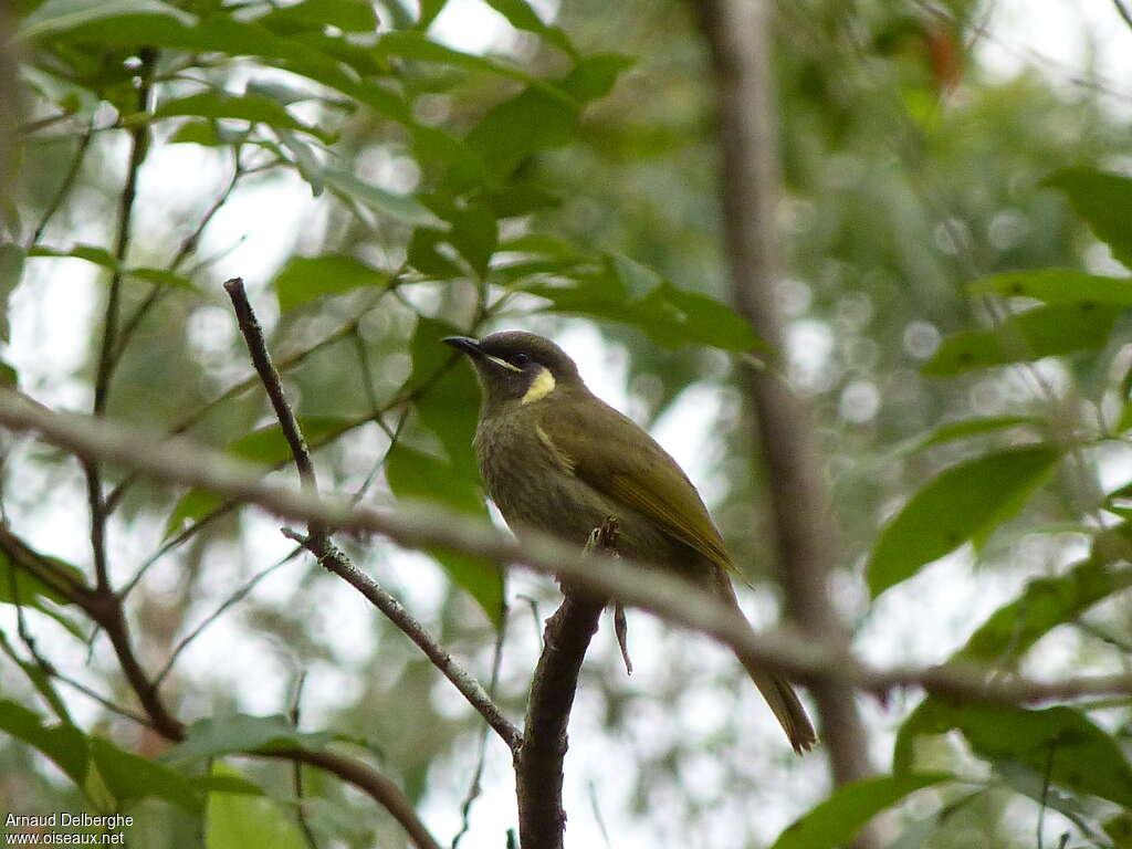 Lewin's Honeyeateradult, habitat