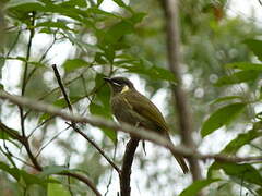 Lewin's Honeyeater