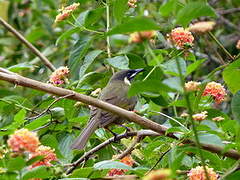 Lewin's Honeyeater