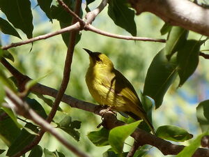 Méliphage jaune