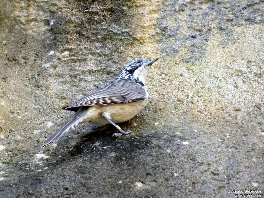 Striped Honeyeater