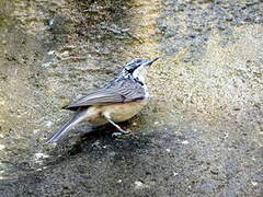 Striped Honeyeater