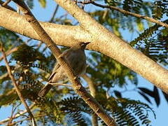 White-gaped Honeyeater