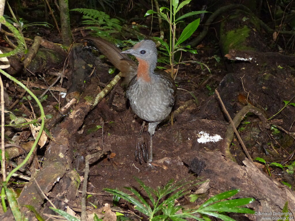 Superb Lyrebird female