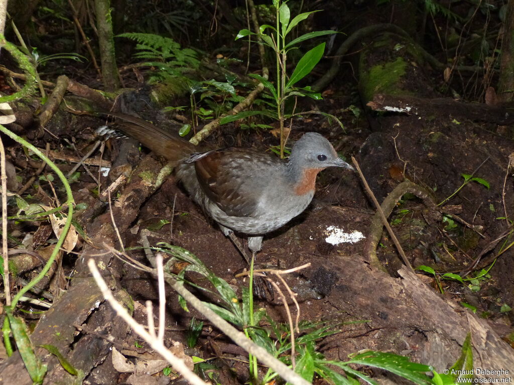 Superb Lyrebird female