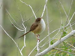 Red-backed Fairywren