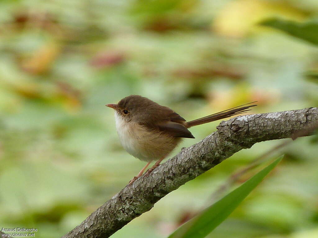 Red-backed Fairywren female adult