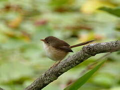 Red-backed Fairywren