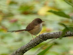 Red-backed Fairywren