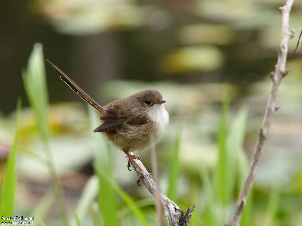 Red-backed Fairywren female adult, identification